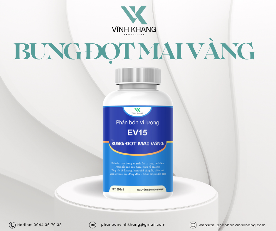 bung đọt mai vàng